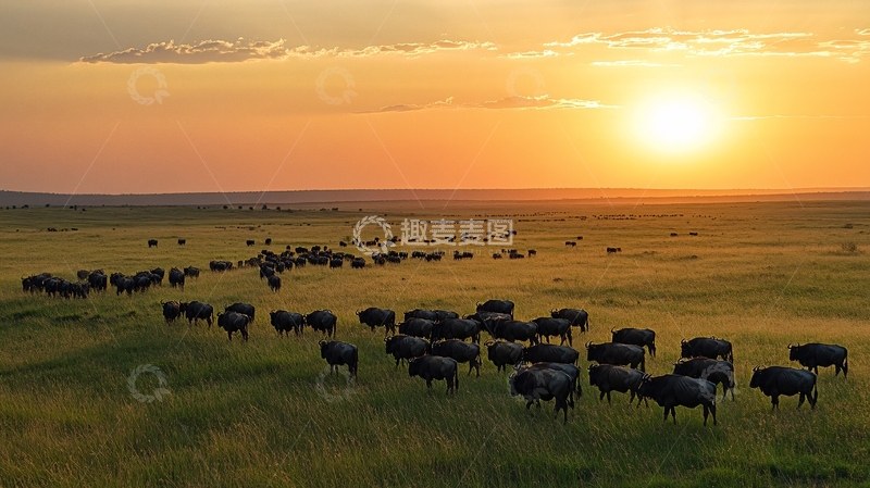 高清大图下载【趣麦麦图】霞光中的羊群