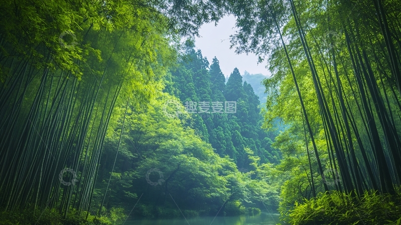 高清大图下载【趣麦麦图】绿色竹林壁纸2