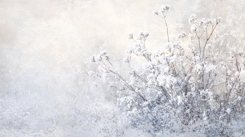 高清大图下载【趣麦麦图】带霜的花朵