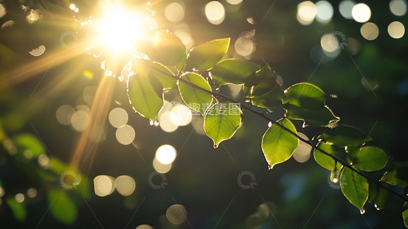 高清大图下载【趣麦麦图】阳光树叶逆光照