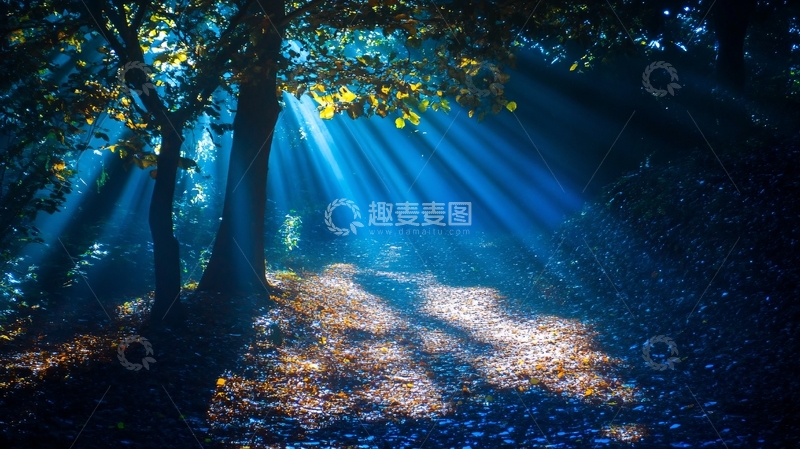 高清大图下载【趣麦麦图】枫林一缕阳光4