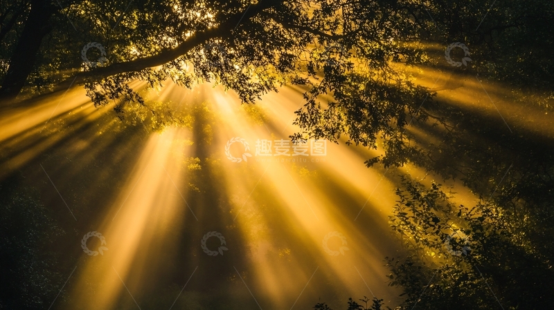高清大图下载【趣麦麦图】光线穿透树枝