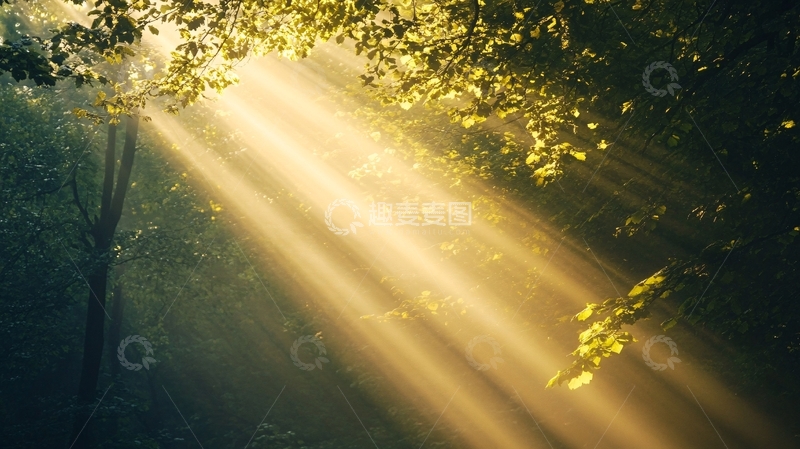 高清大图下载【趣麦麦图】阳光森林桌面4