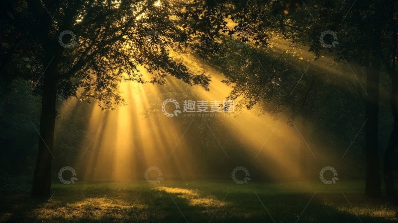 高清大图下载【趣麦麦图】唯美阳光小树11