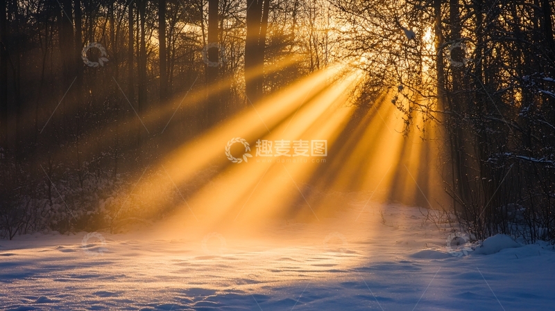 高清大图下载【趣麦麦图】丛林雪地光影