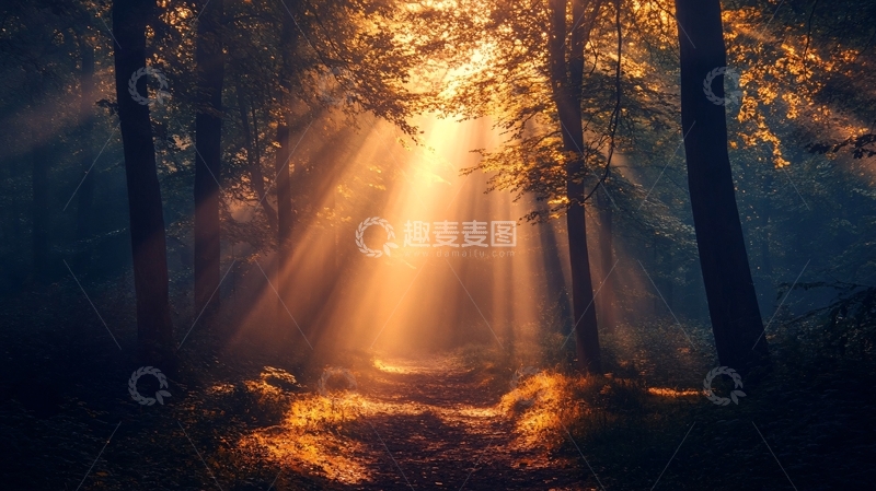 高清大图下载【趣麦麦图】阳光森林壁纸9