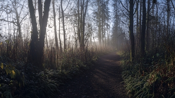 清晨的林间小路2