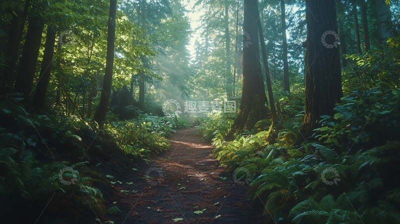 高清大图下载【趣麦麦图】梦幻森林小路51