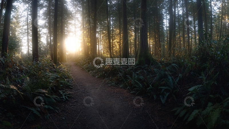 高清大图下载【趣麦麦图】森林小道壁纸6