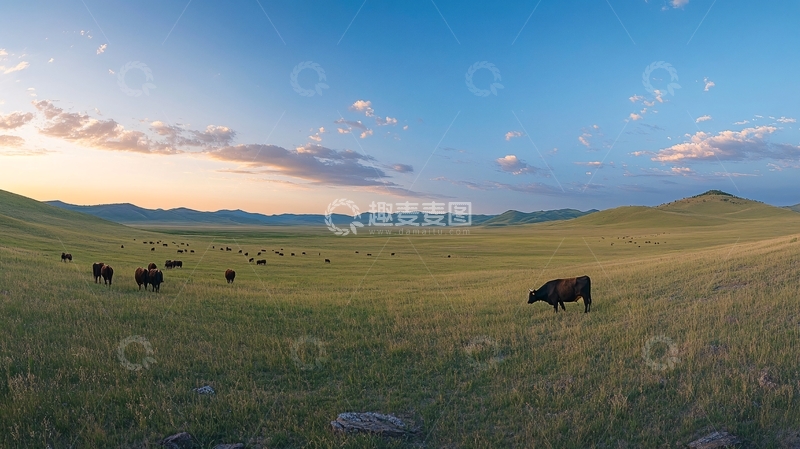 高清大图下载【趣麦麦图】傍晚草原牧归牛群4