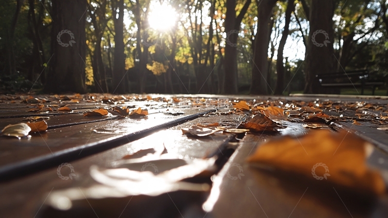 高清大图下载【趣麦麦图】阳光下的落叶1