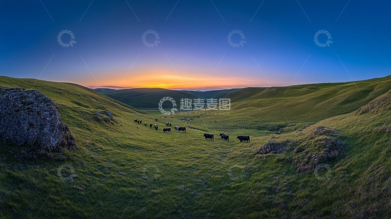 高清大图下载【趣麦麦图】暮归的牛群4