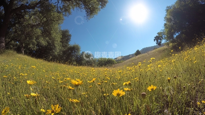 高清大图下载【趣麦麦图】唯美春风阳光13
