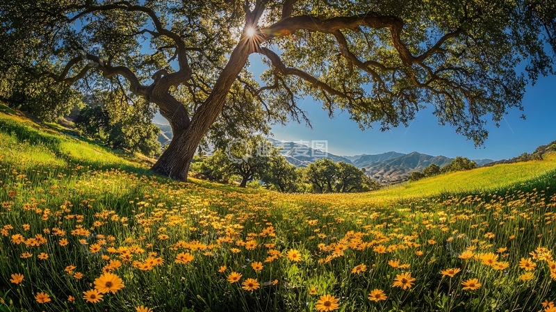 高清大图下载【趣麦麦图】阳光大树草地2