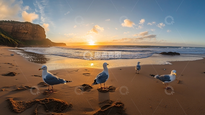 高清大图下载【趣麦麦图】海鸥日出