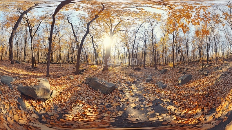 高清大图下载【趣麦麦图】枫树全景图