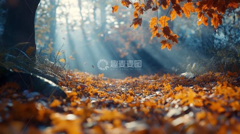 高清大图下载【趣麦麦图】唯美逆光秋天黄树叶6