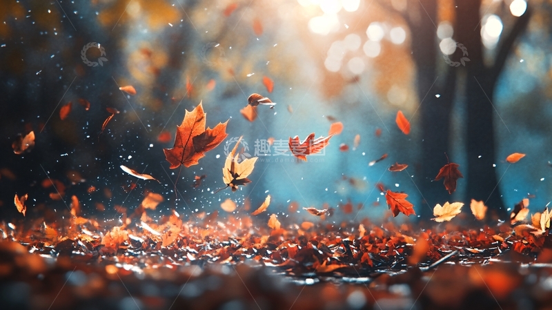 高清大图下载【趣麦麦图】唯美落叶