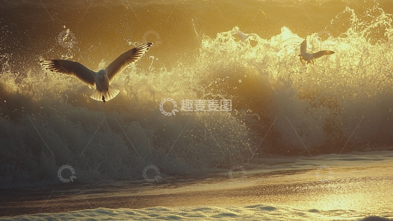 高清大图下载【趣麦麦图】海鸥与海浪