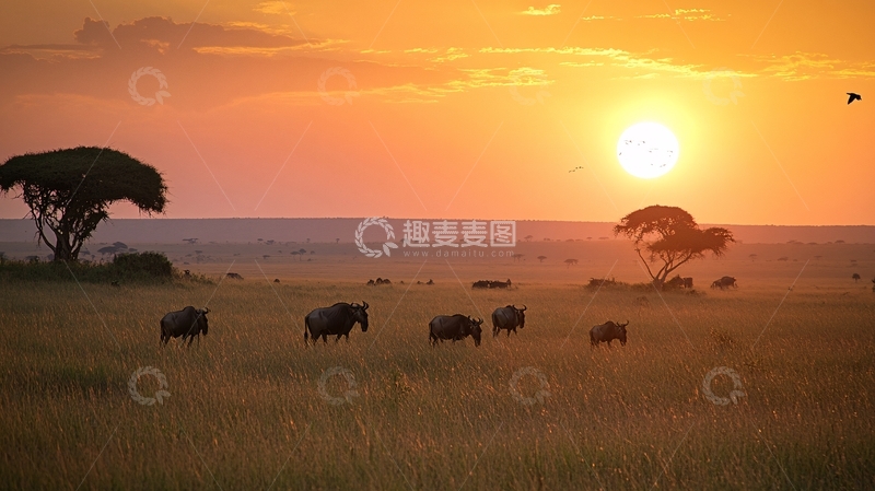 高清大图下载【趣麦麦图】动物迁徙非洲风情1