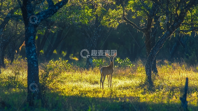高清大图下载【趣麦麦图】梦幻白鹿