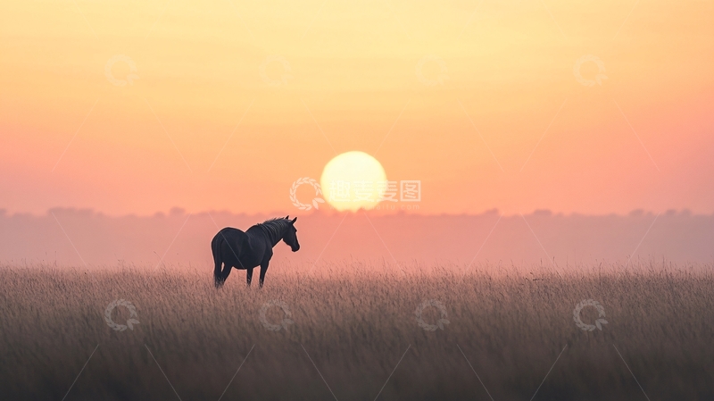 高清大图下载【趣麦麦图】夕阳下的骏马