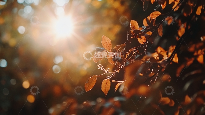 高清大图下载【趣麦麦图】阳光枝叶阳光秋色