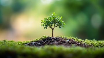 电脑壁纸小苗秧26