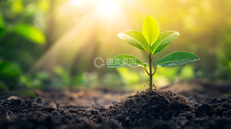 高清大图下载【趣麦麦图】阳光下的小苗47