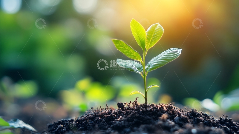 高清大图下载【趣麦麦图】萌发新生概念6