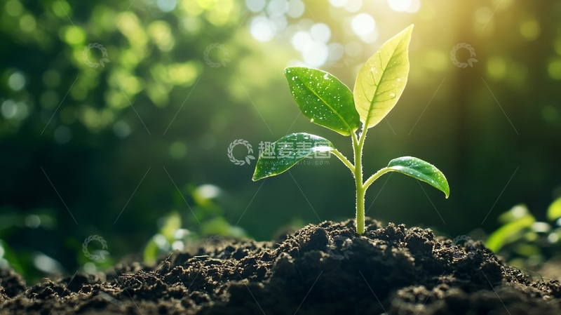 高清大图下载【趣麦麦图】阳光下的小苗48