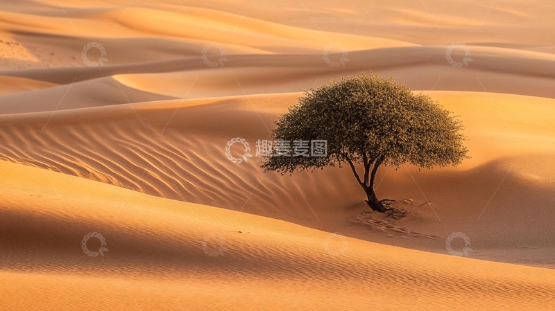 高清大图下载【趣麦麦图】大漠孤树