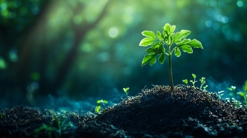 土壤里绿色生命1