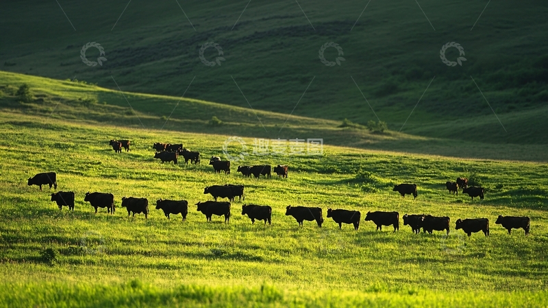高清大图下载【趣麦麦图】绿色草原牛群牧归