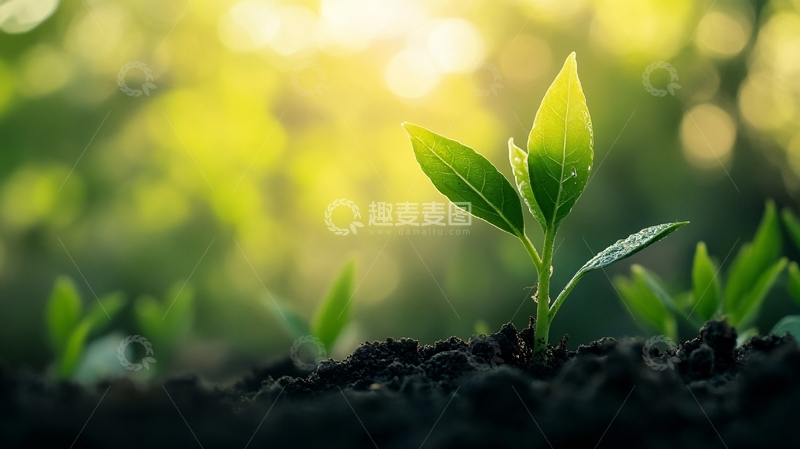 高清大图下载【趣麦麦图】阳光下的小苗49