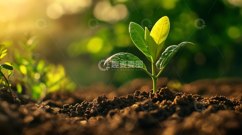 高清大图下载【趣麦麦图】阳光下的小苗50