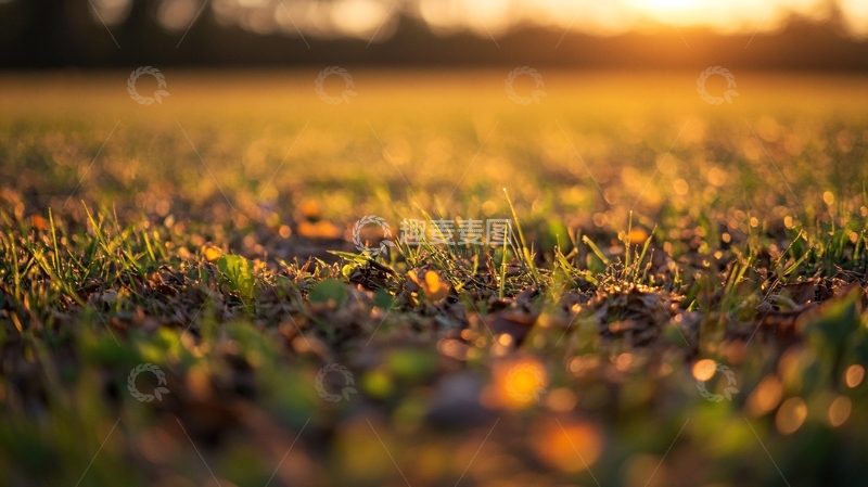 高清大图下载【趣麦麦图】暖色光线下的草地