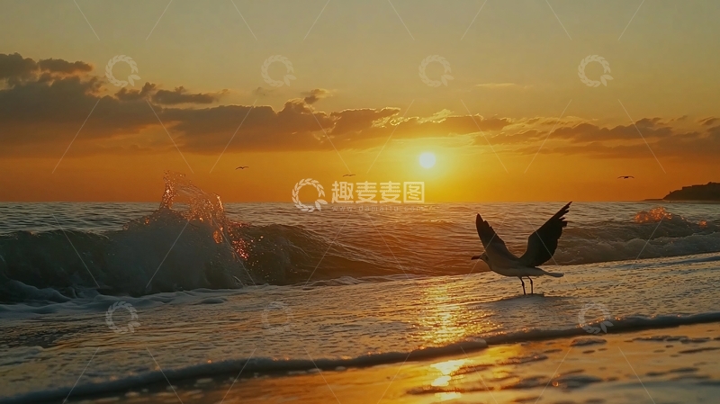 高清大图下载【趣麦麦图】大海飞鸟海燕起航归航1