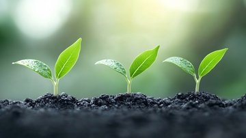 土壤里绿色生命2