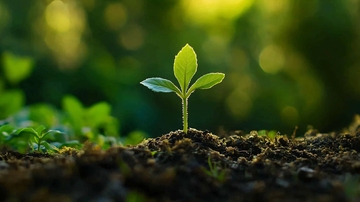 土壤里绿色生命5