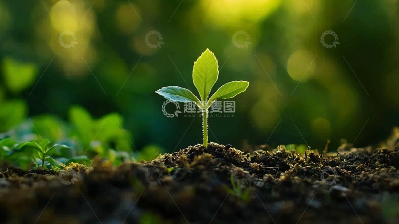 高清大图下载【趣麦麦图】土壤里绿色生命5