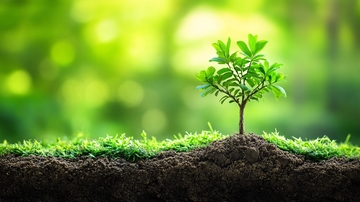 土壤里绿色生命6