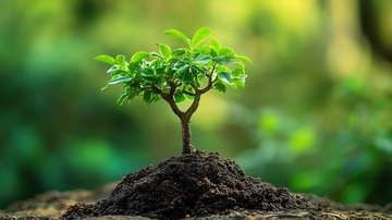 土壤里绿色生命4