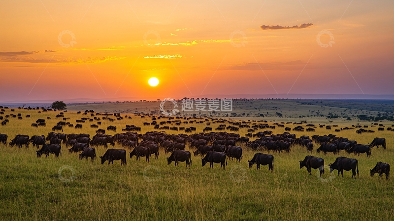 高清大图下载【趣麦麦图】夕阳水牛6