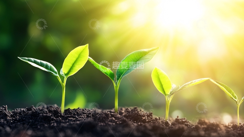 高清大图下载【趣麦麦图】发芽活力生长1