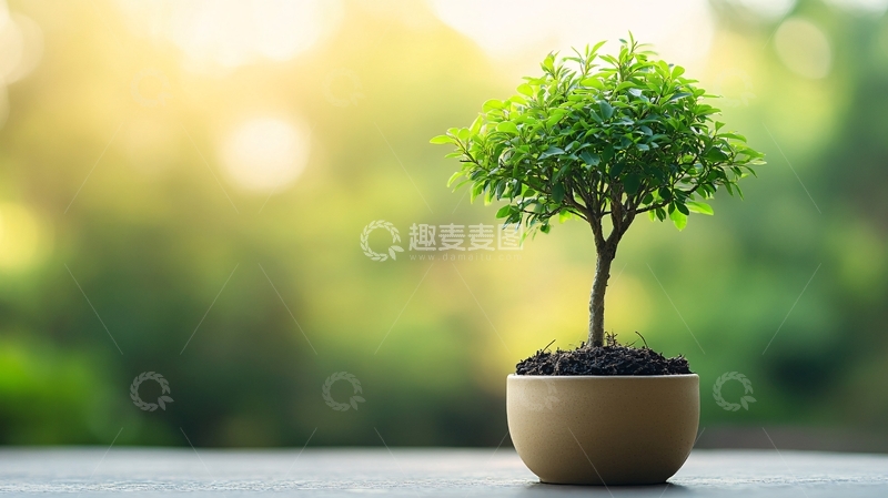 高清大图下载【趣麦麦图】阳光与小盆栽1