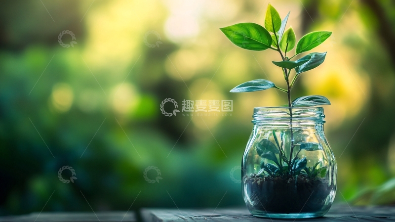 高清大图下载【趣麦麦图】桌面意境植物4