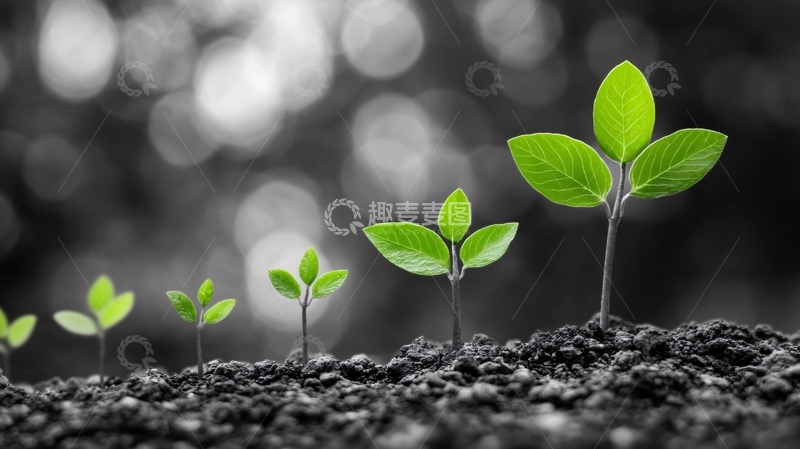 高清大图下载【趣麦麦图】嫩芽生命力1
