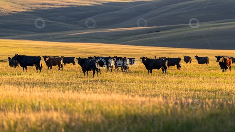 高清大图下载【趣麦麦图】傍晚草原牧归牛群14