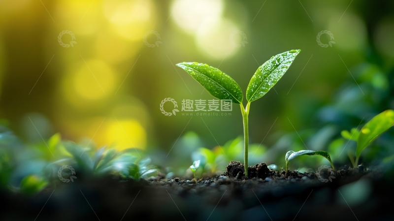 高清大图下载【趣麦麦图】生命发芽生长4